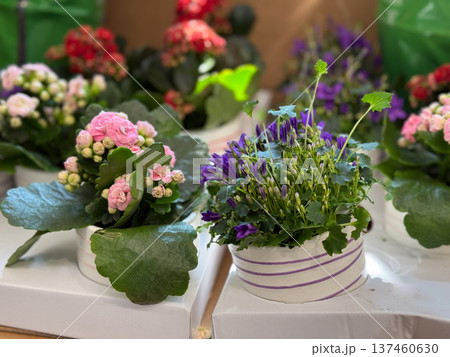 Blooming kalanchoe and dalmatian bellflower plants displayed in decorative pots on a garden shop counter. Indoor gardening inspiration, home decoration, botanical hobby, seasonal flowering plants and 137460630