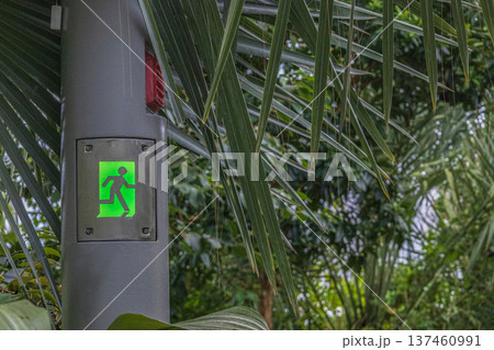 Green Emergency Exit Sign Among Tropical Plants 137460991