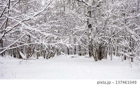panoramic view of wide snowy way in park panoramic view of wide snowy way in park 137461049