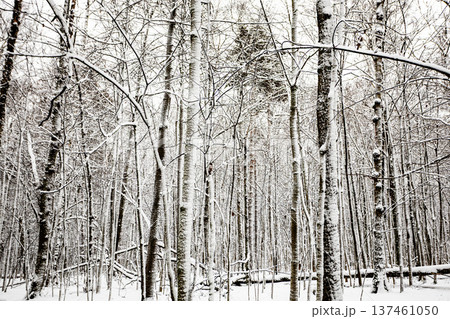 snow-covered grove in forest of city park 137461050