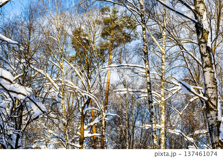 tops of pine trees in snowy forest of city park 137461074