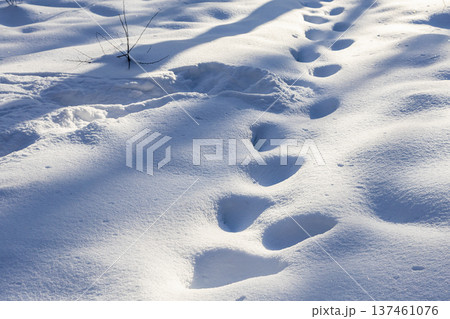 footprints in deep snowdrifts in snowy forest footprints in deep snowdrifts in snowy forest 137461076