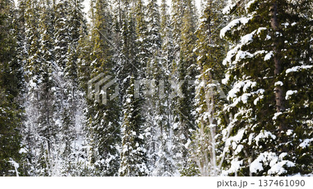 background from snow-covered coniferous forest 137461090