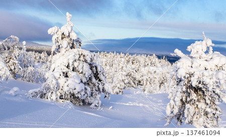 panoramic view of snowy trees on hill, Kandalaksha 137461094
