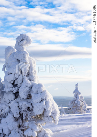 snowy tree on mount near Kandalaksha in winter snowy tree on mount near Kandalaksha in winter 137461096