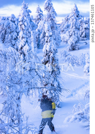 tourist between snowbound trees on snowy hill 137461105