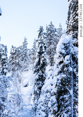 snowy spruce trees and blue sky in winter dusk 137461108