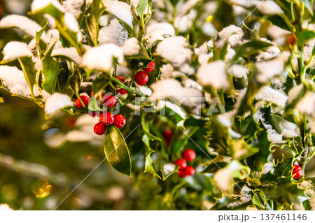 snowy twig with green leaves and red berries 137461146