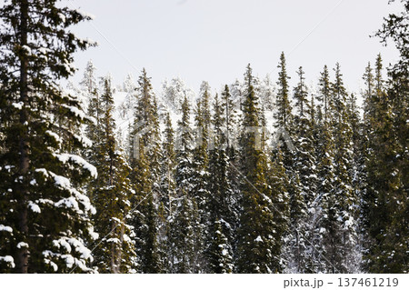snowy spruce trees on hill in Kandalaksha town 137461219