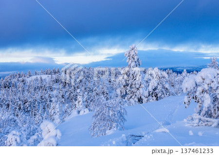 view of snowy forest on hill in winter twilight view of snowy forest on hill in winter twilight 137461233