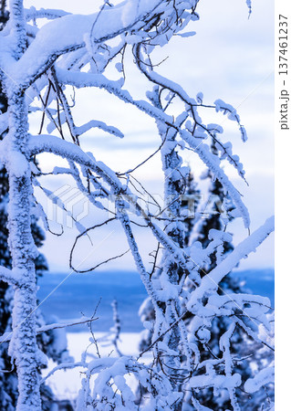 snow-covered tree twigs close up on hill in dusk 137461237