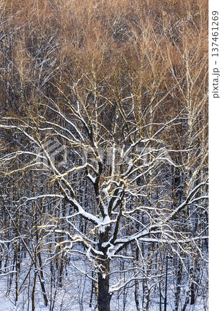 top view of sunlit snowy oak tree in forest top view of sunlit snowy oak tree in forest 137461269
