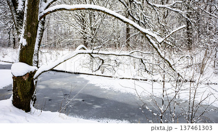 snow-covered tree branch over frozen river in park 137461303
