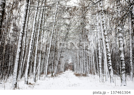 snow-covered alley in larch grove in city park snow-covered alley in larch grove in city park 137461304