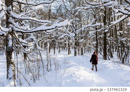 walking on pathway in snowy forest of city park walking on pathway in snowy forest of city park 137461329