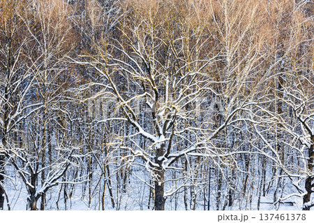 top view of sunlit snow-covered oak grove in park 137461378