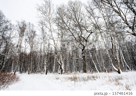 snow-covered way along birch and oak grove of park 137461416