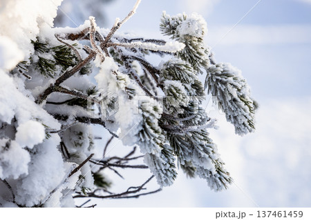 snowy twig of fresh fir tree in winter day 137461459