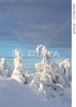 snowy-covered grove on hill in sunny winter day snowy-covered grove on hill in sunny winter day 137461460