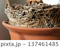 Home Tree Dry Roots System Over Pot Edge Stock Photo 137461485