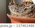 Structure Of Dracaena Palm Roots In Plant Pot Detailed View 137461486