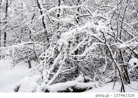 snow-covered broken trees in forest of city park 137461520