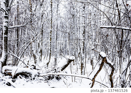 snow-covered sawn broken trees in city park snow-covered sawn broken trees in city park 137461526