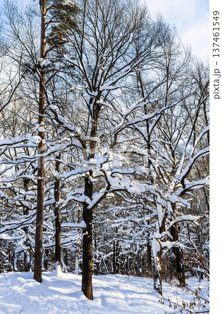 snow-covered larch and pine trees in city park 137461549