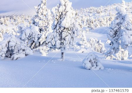 snowbound trees on hill near Kandalaksha in winter snowbound trees on hill near Kandalaksha in winter 137461570