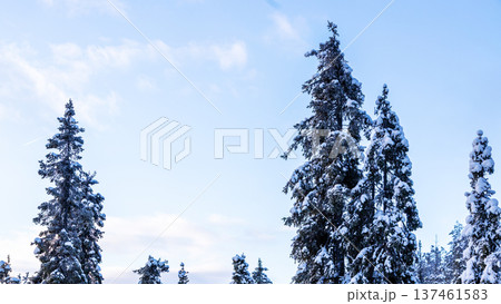 tops of snow-covered spruce trees and blue sky 137461583