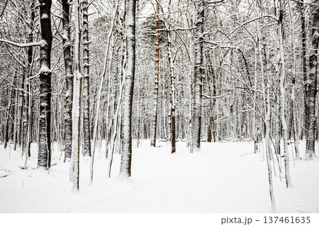 snow-covered tree trunks and clearing in forest snow-covered tree trunks and clearing in forest 137461635