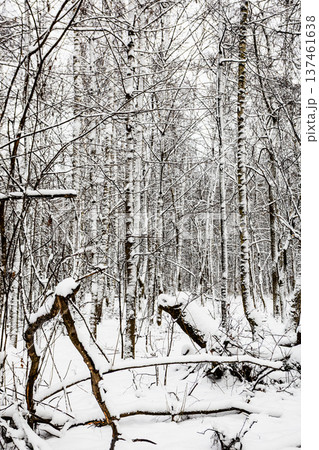 snow-covered broken and sawn tree trunks in park 137461638