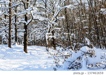 view of snowy forest of park on sunny winter day 137461659