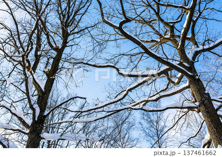 below view of snow-covered tree branches in forest 137461662