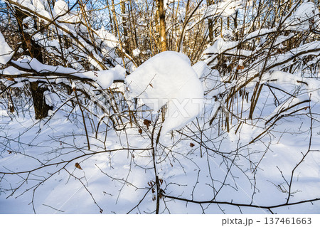 snowdrift on tree twigs in snowy forest of park 137461663