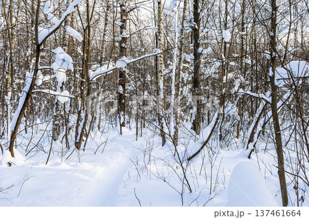 view of path in fresh snow in forest of city park 137461664