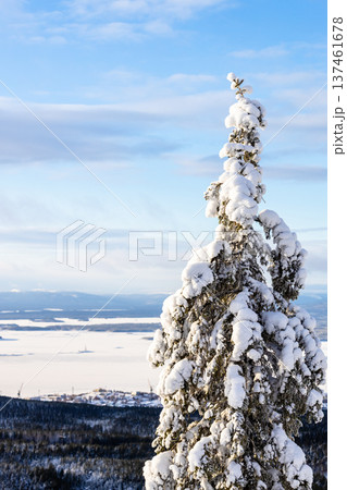snow covered tree on hill over Kandalaksha town 137461678