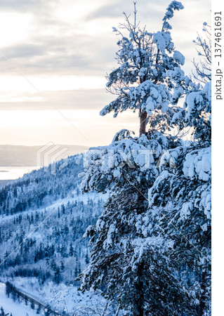 frozen fir tree on hill in winter dusk frozen fir tree on hill in winter dusk 137461691