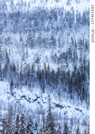 snowy coniferous forest on slope in winter dusk snowy coniferous forest on slope in winter dusk 137461692