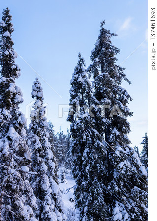 frozen spruce trees and blue sky on hill in winter frozen spruce trees and blue sky on hill in winter 137461693