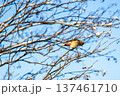 waxwing bird on tree branches and blue sky 137461710