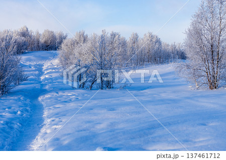 trodden path at snowy Zelenaya hill, Murmansk city trodden path at snowy Zelenaya hill, Murmansk city 137461712