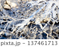 frozen tree twigs close up on sunny winter day 137461713