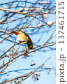 waxwing bird pecks berries on tree and blue sky 137461715
