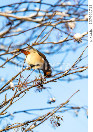 waxwing bird pecks berries on tree and blue sky 137461715