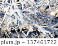snowy tree twigs closeup on sunny winter day 137461722