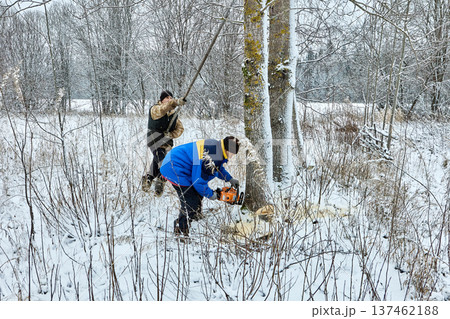 Firewood preparation for heating rural house farmers cut down large aspen using gasoline chainsaw. 137462188