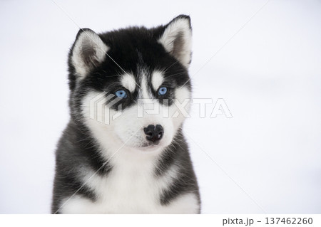 A focused portrait of a Husky puppy showing a calm and serious facial expression. Its signature blue eyes stand out against the black and white facial mask. A focused portrait of a Husky puppy showing a calm and serious facial expression. Its signature blue eyes stand out against the black and white facial mask. 137462260