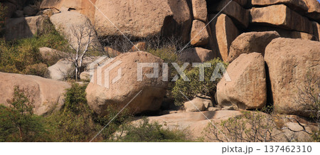 Big round granite boulder and cactus in Basapur, Hampi, India. Big round granite boulder and cactus in Basapur, Hampi, India. 137462310
