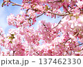 満開の河津桜 137462330